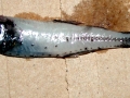 Lanternfish