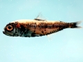 Lanternfish