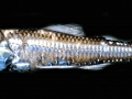 Lanternfish