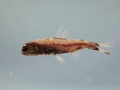 Lanternfish