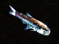 Lanternfish