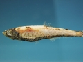 Lanternfish
