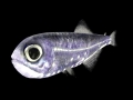 Lanternfish
