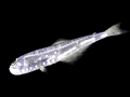 Lanternfish