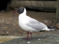 Laughing Seagull