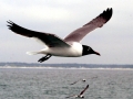 Laughing Seagull