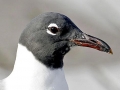 Laughing Seagull