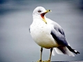 Laughing Seagull