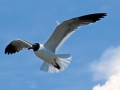 Laughing Seagull
