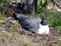 Laughing Seagull