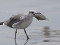 Laughing Seagull