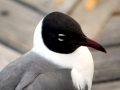Laughing Seagull