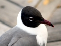 Laughing Seagull