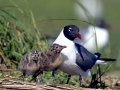 Laughing Seagull