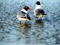 Laughing Seagull
