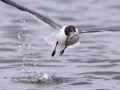 Laughing Seagull