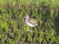 Laughing Seagull