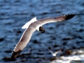 Laughing Seagull