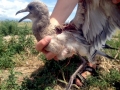 Laughing Seagull