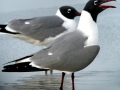 Laughing Seagull