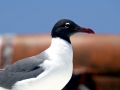 Laughing Seagull