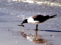 Laughing Seagull