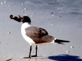Laughing Seagull