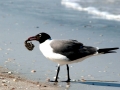 Laughing Seagull