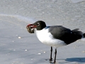 Laughing Seagull