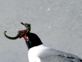 Laughing Seagull