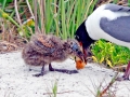Laughing Seagull
