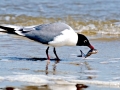 Laughing Seagull