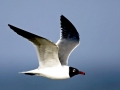 Laughing Seagull