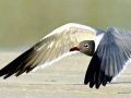 Laughing Seagull