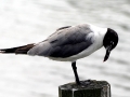 LaughingGull