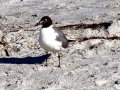Laughing Seagull