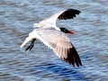 Laughing Seagull