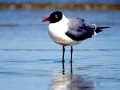 Laughing Seagull