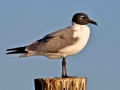 Laughing Seagull