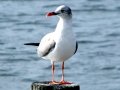 Laughing Seagull