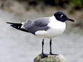 Laughing Seagull