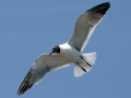 Laughing Seagull