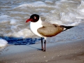 Laughing Seagull