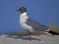 Laughing Seagull