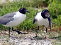 Laughing Seagull