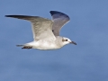 Laughing Seagull