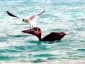 Laughing Seagull