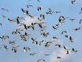 Laughing Seagull