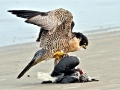 Laughing Seagull