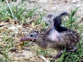 Laughing Seagull
